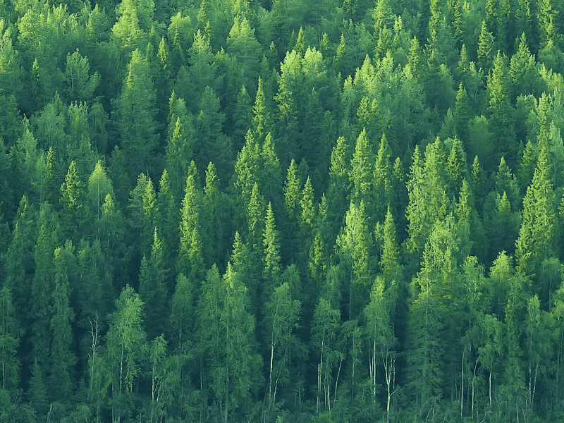 Essences, forêt sapins