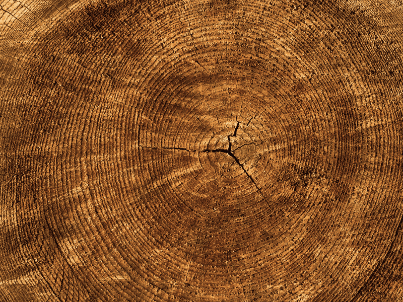 Essences de bois